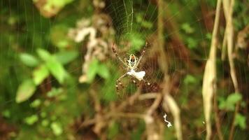 A close-up of a spider in its web, surrounded by green foliage. The spider has a distinctive pattern and is positioned centrally in the web, showcasing its intricate silk strands. video