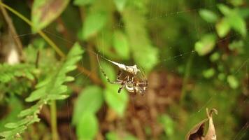 Spider Capturing Prey in Its Web video