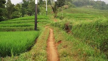 A scenic pathway through lush green rice fields, surrounded by vibrant vegetation and trees. The path is narrow and winding, leading into the distance, with a clear sky above. video