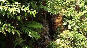 Serene Stream Flowing Through Lush Greenery video