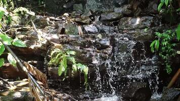 A serene waterfall cascading over rocky terrain in a lush green forest. Sunlight filters through the leaves, creating a tranquil atmosphere. video