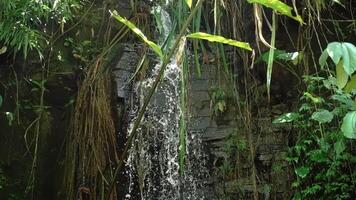 A serene waterfall cascading down a rocky surface surrounded by lush green foliage and tropical plants, creating a tranquil natural scene. video