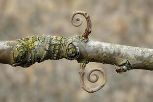 Nature's Spiral Observing the Intricate Swirls of a Plant's Branch, a Botanical Wonder with Unique Texture and Form in Detailed Close-up Photography. photo