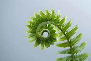 Fern's Unfurling Frond A Close-Up View of Nature's Spiral, Showcasing the Delicate Beauty and Intricate Design of a Young Fern Leaf, Unfolding Gracefully Against a Soft, Neutral Background. photo