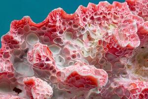 Exploring the Intricate Cellular Structures of Coral A Microscopic Journey into the Ocean's Red Coral Reefs, Revealing the Beauty of Nature's Architectural Marvels with Stunning Close-up Details. photo