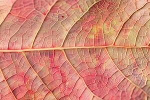 Exploring the Intricate Network A Close-Up View of Leaf Veins Reveals Stunning Natural Geometry and Delicate Hues, Showcasing Nature's Artistic Mastery in Botanical Detail. photo