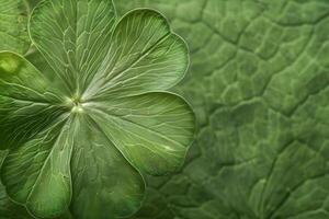 Close-Up View of a Vibrant Green Four-Leaf Clover, Detailed Leaf Texture, Botanical Wonders of Nature, Displaying Natural Beauty and Serenity, Revealing Intricate Veining Patterns. photo