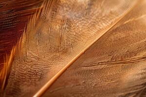 Exploring the Intricate Structure of a Bird Feather Close-Up View of Barbs and Barbules, Revealing Natural Beauty and Amazing Details in the Avian World with Stunning Textures. photo