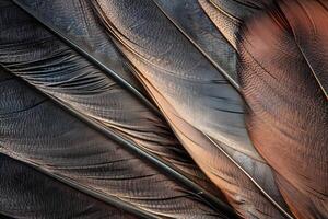 Close-Up View of Avian Feathers Detailed Textures and Patterns of Brown and Gray Bird Feathers, Showcasing the Intricate Structure of Nature's Design, with a Focus on the Natural Beauty of Wildlife. photo
