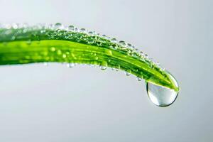 Water Droplets Adorning a Vibrant Green Leaf, Cascading Downward in a Mesmerizing Display of Nature's Beauty, Showcasing the Purity and Refreshment of Dew, Embracing the Tranquility of Early Morning. photo