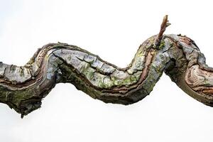 Close-Up View of a Twisted, Weathered Tree Branch with Moss and New Growth, Displaying Intricate Textures and Patterns of Nature's Art Against a White Background. photo