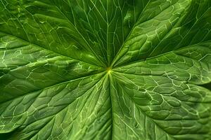 Exploring the Intricate Veins and Textures of a Lush Green Leaf A Close-Up Macro Photography Showcase Revealing Nature's Hidden Beauty with Detailed Leaf Structure and Vibrant Green Hues. photo