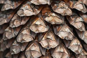 Close-Up Detailed View of a Pine Cone's Scales Textured, Brown, and Cracked Detailed Examination of Conifer Cone Structure Natural Patterns of a Dried Pine Cone, Revealing Intricate Details in Nature. photo