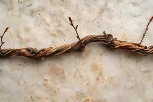 Twisted Vine Tendrils Crawl and Climb a Weathered Wall, Showing Resilience and Age, Displaying the Beauty of Nature's Perseverance Against Time's Decay. photo