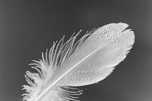 Water Droplets Adorn a Single White Feather Against a Dark Background A Study in Nature's Elegance and Delicate Details, Showcasing the Beauty of Simple Forms with Macro Photography photo