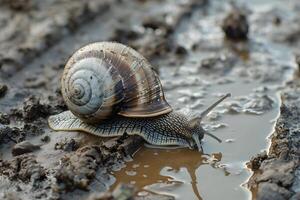 Snail's Journey A Mollusk Crawls Across Mud, Reaching a Puddle to Drink, Showing Amazing Shell Texture and Adaptation in Nature's Habitat. photo