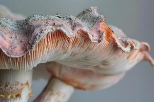 Close-Up View of Delicate Mushroom Cap, Unveiling Intricate Gill Structure and Peach-Colored Hues, Displaying Natural Beauty and Textural Details in Stunning Macro Photography photo