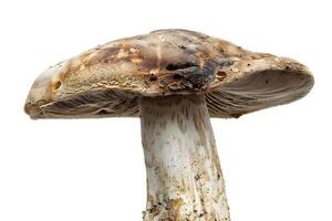 Exploring the Unique Features of a Wild Mushroom Cap, Stem, and Spores Detailed Up Close, Revealing its Intricate Structure and Natural Beauty with Amazing Clarity. photo