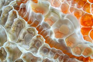 Intricate Agate Formation Exploring the Captivating Honeycomb Structure of a Natural Stone with Delicate, Curving Patterns and Vibrant Orange Hues, Showcasing Nature's Artistic Mastery. photo