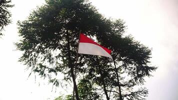 A tall tree with a bright red and white flag of Indonesia waving against a cloudy sky. video
