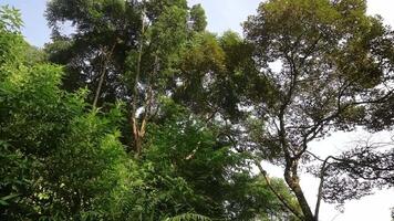 A lush green forest with tall trees and dense foliage under a clear sky. The sunlight filters through the leaves, creating a serene and tranquil atmosphere. video