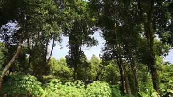 A lush green forest with tall trees and dense foliage under a clear blue sky. Sunlight filters through the leaves, creating a serene video