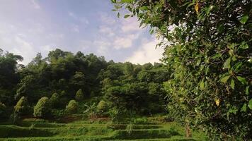 A lush green landscape featuring dense trees and terraced fields under a partly cloudy sky. The scene captures the beauty of nature with vibrant foliage and a serene atmosphere. video