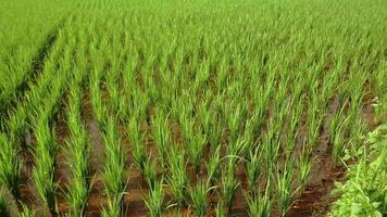 A lush green rice field with rows of young rice plants growing in water. The vibrant green color of the plants contrasts with the brown soil beneath the water, creating a serene agricultural video