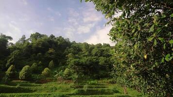 A lush green landscape featuring terraced fields and dense forested hills under a partly cloudy sky. video
