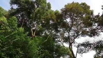 A lush green forest with tall trees and dense foliage under a clear sky. Sunlight filters through the leaves, creating a serene and tranquil atmosphere. video