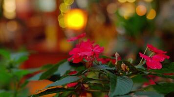Vibrant Red Flowers with Soft Bokeh Background video