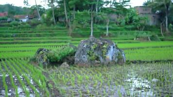 A scenic view of lush green rice paddies with a large rock in the center. The fields are neatly arranged in terraces, surrounded by trees and traditional houses in the background. video