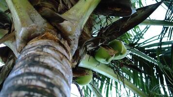 A close-up view of a coconut tree trunk with green coconuts hanging among the leaves. The image captures the texture of the bark and the vibrant foliage. video