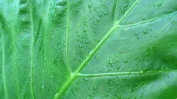 Close-up of a large green leaf covered in water droplets, showcasing its texture and veins. video