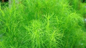 Vibrant Green Feathery Foliage video