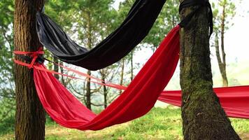 Two colorful hammocks, one black and one red, are suspended between trees in a lush green forest. The scene is serene and inviting, perfect for relaxation. video