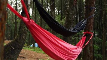 Two colorful hammocks, one red and one black, hanging between trees in a forested area. A tent is visible in the background, surrounded by lush greenery. video