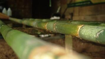 Close-Up of Bamboo Poles in Rustic Setting video