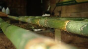 Close-Up of Fresh Bamboo Poles in Rustic Setting video