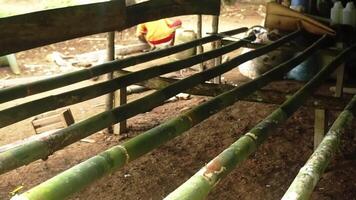 Close-Up of a Rustic Bamboo Structure video