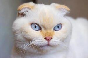 Close up of a beautiful white scottish fold domestic cat showing its characteristic folded ears and captivating blue eyes, creating a mesmerizing and adorable portrait photo