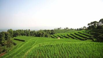 A panoramic view of lush green rice terraces on a hillside, surrounded by trees and a clear blue sky. The terraces are neatly arranged, showcasing the beauty of agricultural landscapes. video