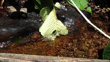 Serene Stream with Floating Leaf video