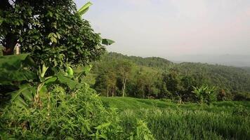 Lush Green Hills and Rice Fields in Serene Landscape video