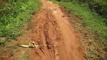 Muddy Pathway Through Lush Greenery video
