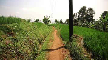 A scenic rural pathway winding through lush green rice fields under a clear sky. The path is bordered by vibrant vegetation and a utility pole stands tall nearby. video