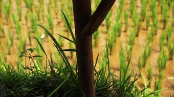 Tree Trunk and Rice Field in Nature video