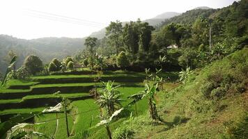 Serene Terraced Rice Fields in Tropical Landscape video