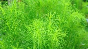 Lush Green Aquatic Plants with Needle-like Leaves video