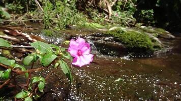 Pink Flower by a Sparkling Stream video